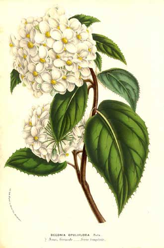 B. opuliflora